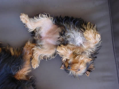 yorkie-sacramento-bunny
