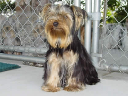 yorkie-sacramento-lindsay
