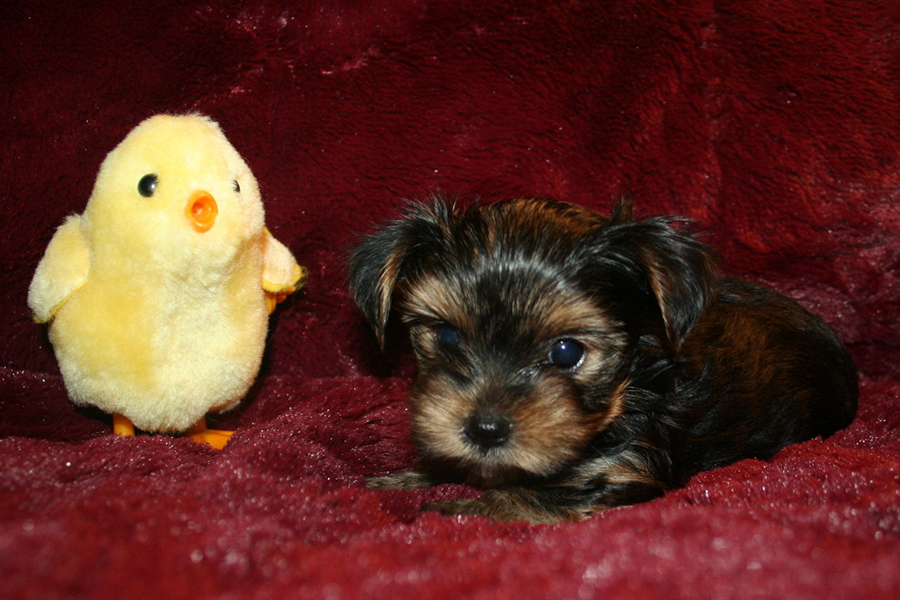 yorkshire-terrier-puppy-900x600-6029
