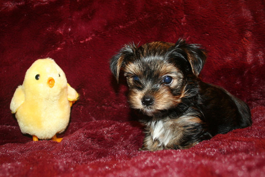 yorkshire-terrier-puppy-sacramento-900x600-6024