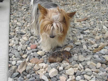 gadget-working-yorkshire-terrier-01