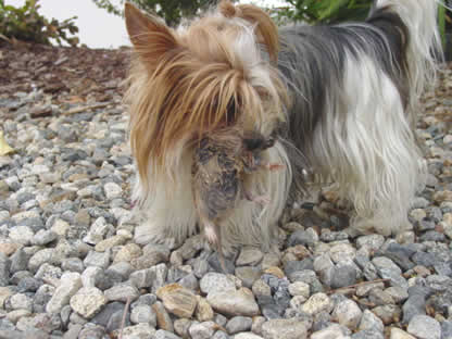 gadget-working-yorkshire-terrier-02