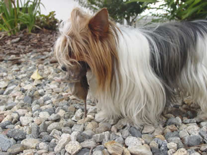 gadget-working-yorkshire-terrier-03