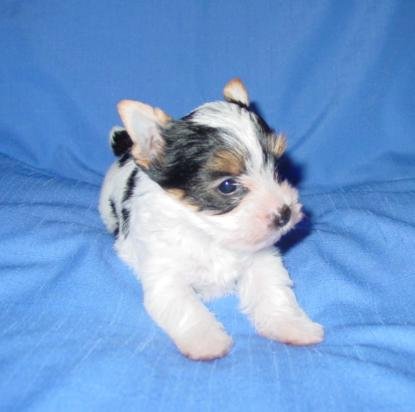 parti-yorkie-puppy-bnsy-bnky-kendall