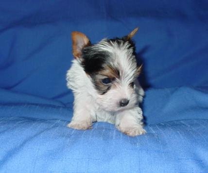 parti-yorkie-puppy-bnsy-bnky-korkie