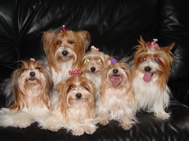 yorkie-horror-picture-show