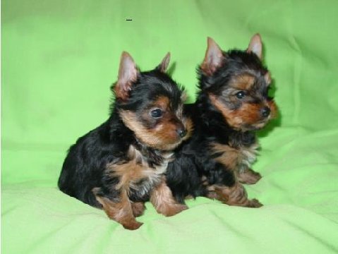 yorkie-puppies-reggie-btzy