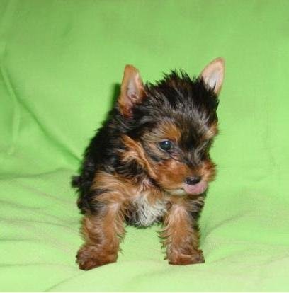 yorkie-puppy-bnsy-tippi-twinkie