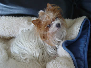 yorkie-varmint-busters-01 yorkie-varmint-busters-01