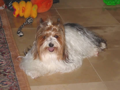 yorkie-varmint-busters-02