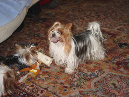 yorkie-varmint-busters-03