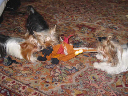 yorkie-varmint-busters-06