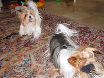 yorkie-varmint-busters-07