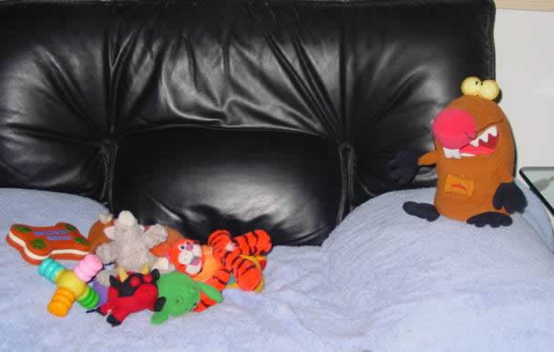 yorkie-varmint-busters-09