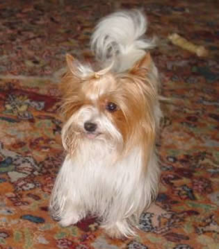 yorkie-varmint-busters-10