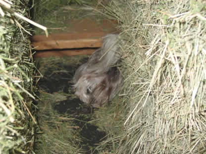 yorkies-mouse-hunting-01