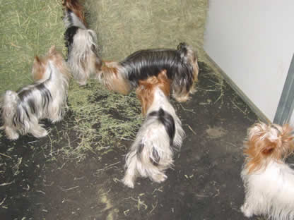 yorkies-mouse-hunting-03