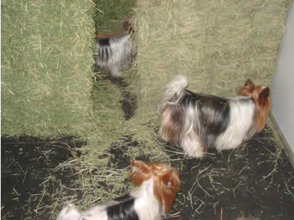 yorkies-mouse-hunting-04