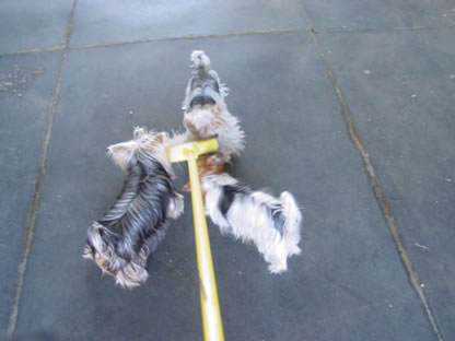 your-broom-on-yorkies-03