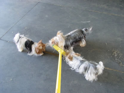 your-broom-on-yorkies-04