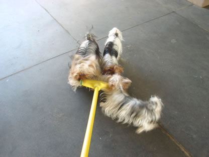 your-broom-on-yorkies-05