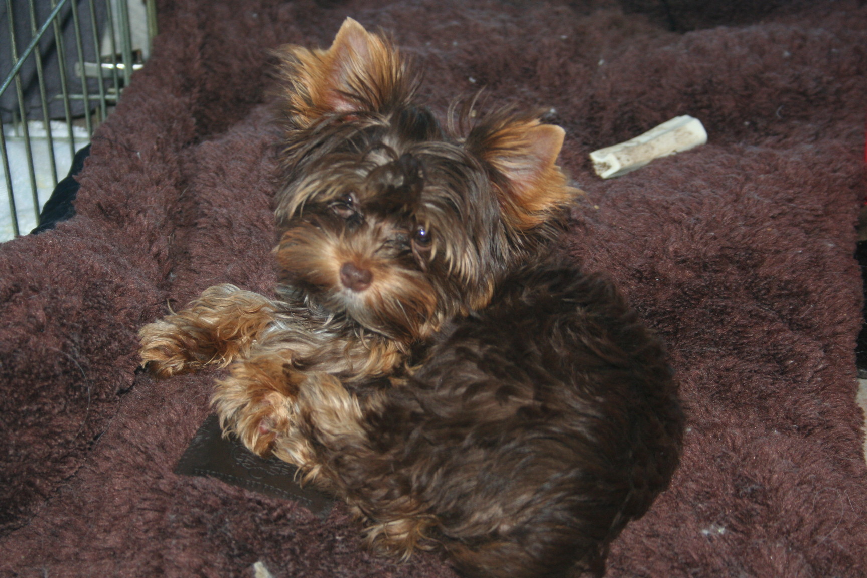 dark-chocolate-yorkie-ovaltine-jenkins-6262