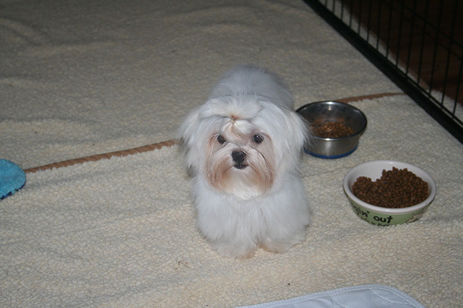 maltese