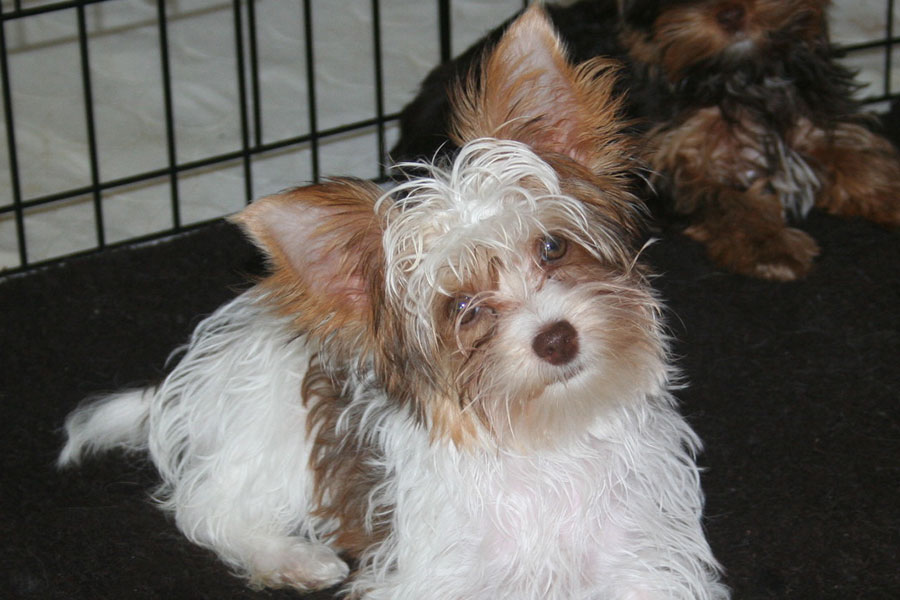 parti-yorkie-puppies-sacramento-fire-frost-stud-900x600-58271
