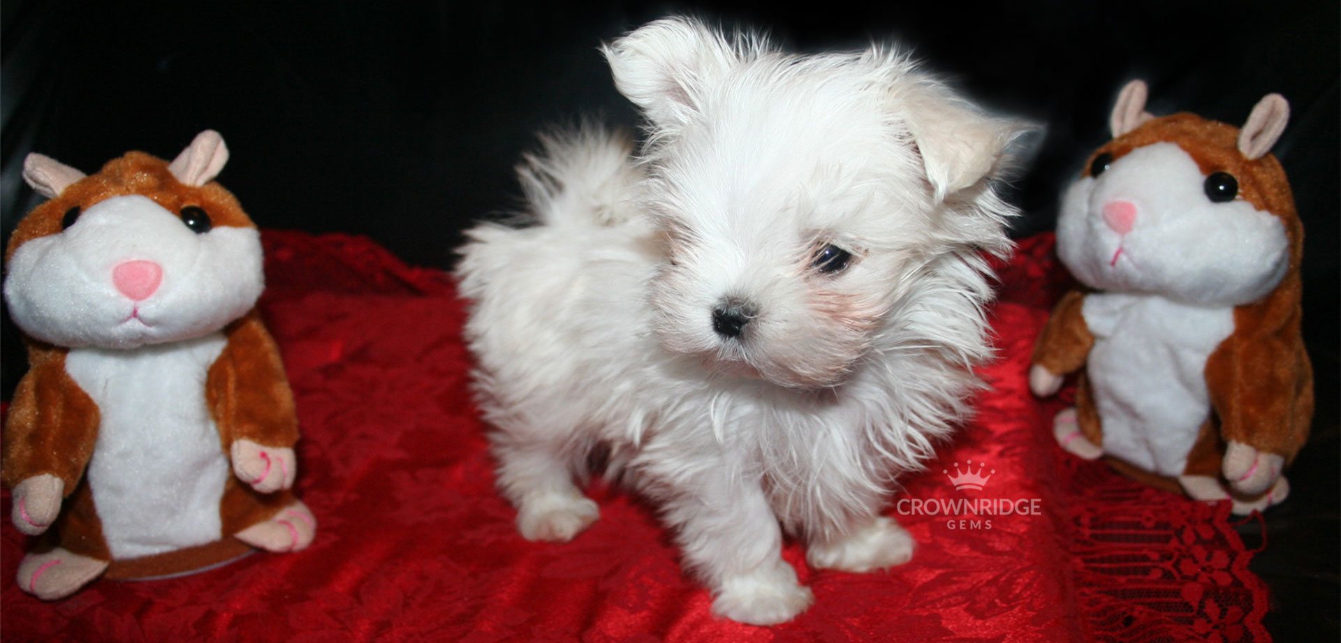 crownridge-maltese
